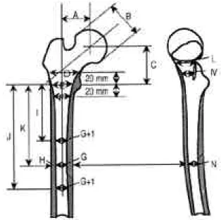 Fig. 1. Diagrammatic  representation  of  the  standard