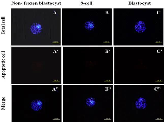 Fig.  1.  The  photographics  shown  apoptosis  incidence  of  non-frozen  blastocyst,  post-thawed  blastocysts  and  8-cell  stage  of  mouse