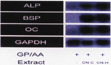 Figure 4. Effects of deer antler extracts on mRNA expression of ALP, BSP and OC in MC3T3 cells
