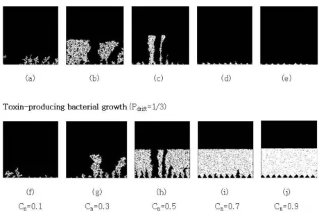 Fig. 5. Typical patterns of biofilm growth. The base was inoculated with a repeating sequence of 20 toxin-sensitive species and  10 toxin-producing species at P drift  = 1/3