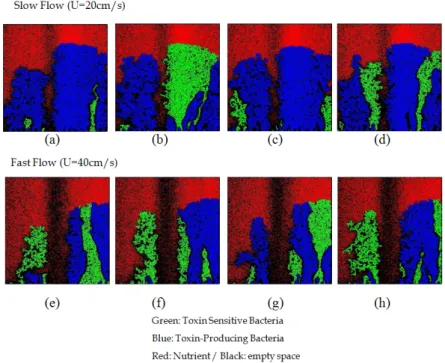 Fig. 6. Typical patterns of biofilm growth. The base was inoculated with a repeating sequence of 20 toxin-sensitive species and  10 toxin-producing species in slow and fast flow