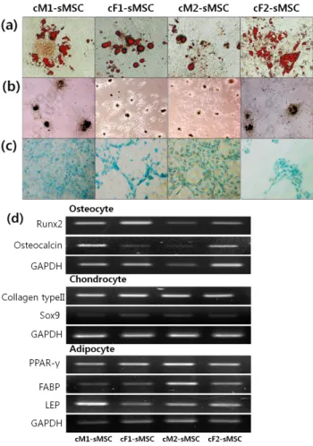 Fig.  1.  Primary  colony  formed  synovial  fluid  MSCs  derived  from  pre  and  post-puberty  male  (cM1-sMSC  and  cM2-sMSC)  and  female  (cF1-sMSC  and  cF2-sMSC)  female  and  male  beagle  dogs  (a),  specifically  detected  AP  activity  (b)  and 