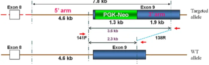 Fig.  1.  Structure  of  the  vector  for  targeting  GalT  locus.  Arrows  indicate  the  PCR  primers  used  to  verify  successful   tar-geting  events