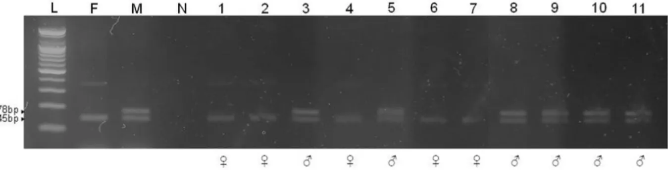 Fig.  3.  Embryo  sexing  after  PCR  with  the  S4BF/R  primer  set  to  determine  the  efficiency  of  the  sex-sorting  method  based  on  FSC  and  DNA  content