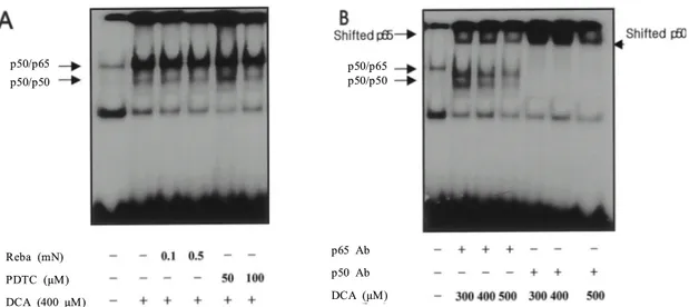 Fig. 5. Concentration and time courses of IL-8 expression in DCA treated HT-29 cells. (A) After 8-hour stimulation with different