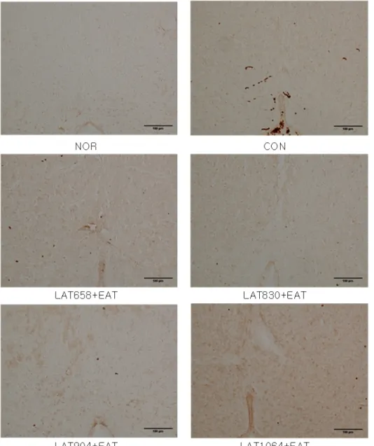 Fig.  4.  Effects  of  laser  for  each  wavelength and electroacupuncture at  acupoint  GB34․GB39  on  the  c-  Fos-positive cells in the central gray of  brain  of  neuropathic  pain  rats  induced  by  tibial  and  sural  nerve  transection.