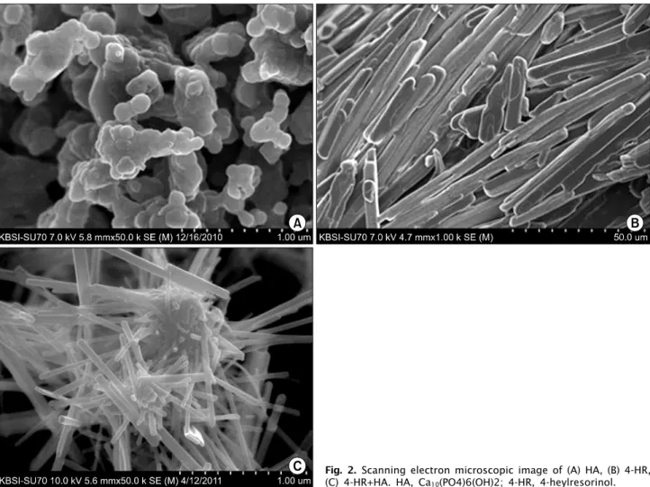 Fig. 2. Scanning electron microscopic image of (A) HA, (B) 4-HR,  (C) 4-HR+HA. HA, Ca 10 (PO4)6(OH)2; 4-HR, 4-heylresorinol.