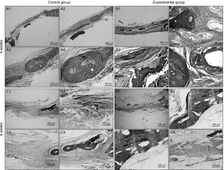 Fig. 4. Histologic views at 4 weeks and 8 weeks after grafting (Masson’s trihrome staining)