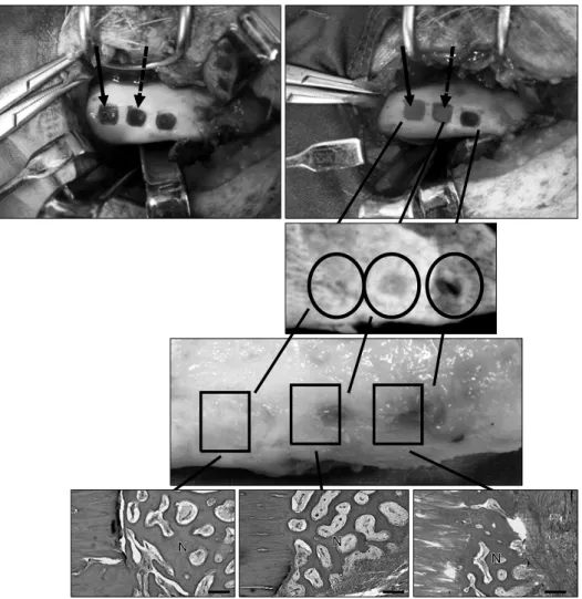 Fig. 3. Representative in vivo mine- mine-ralization. Clinical and radiologic  examinations revealed that newly  formed bone was seen more clearly in the defect with polydioxanone/ 