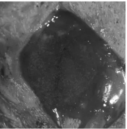 Figure 6. Defect preparation Figure 7. Soluble chitosan application