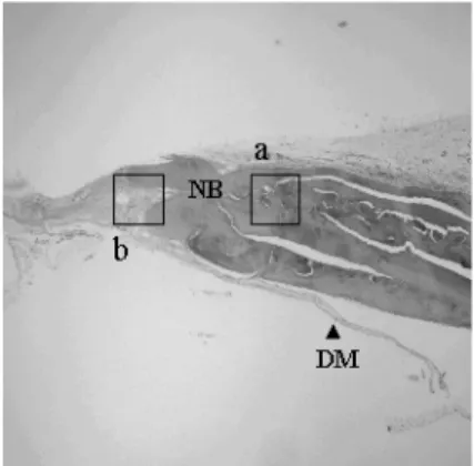 Figure 16-b. Exp., 4 week(HE×400) Figure 17. Exp., 4 week(HE×400)