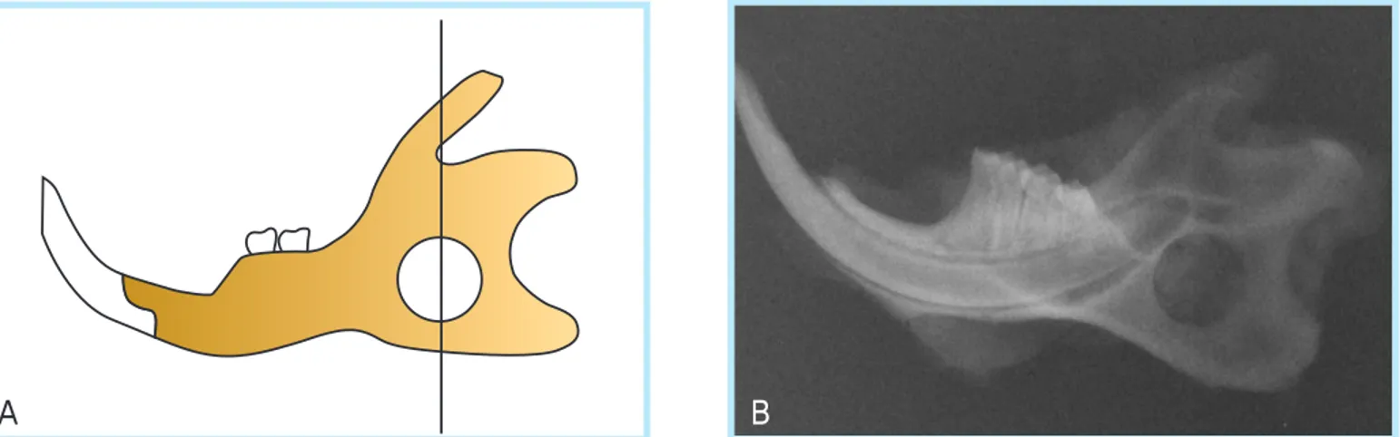 Fig. 3.  ((A A)) Schematic diagram of the 5mm in diameter, full-thickness, circular defect in the rat mandible