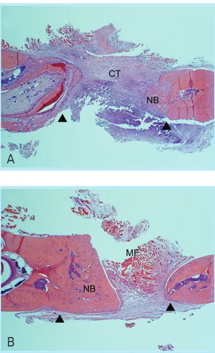 Fig. 6.  Representative photomicrograph of calvarial defects receiving the bovine collagen matrix at 2 weeks (B; boxed area in A)