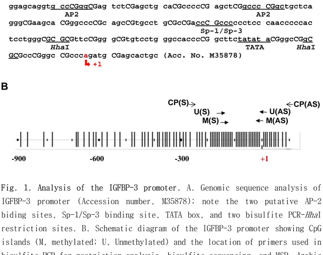Fig. 1. Analysis of the IGFBP-3 promoter. A. Genomic sequence analysis of IGFBP-3 promoter (Accession number, M35878); note the two putative AP-2 biding sites, Sp-1/Sp-3 binding site, TATA box, and two bisulfite PCR- Hha I restriction sites