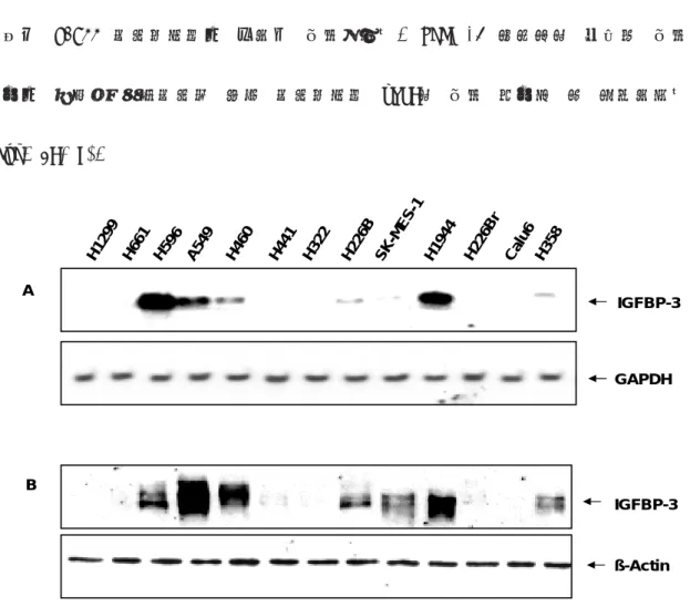 Fig. 2. IGFBP-3 expression in NSCLC cell lines. The expression of IGFBP-3 in a panel of NSCLC cell lines was examined by A, Northern blot analysis