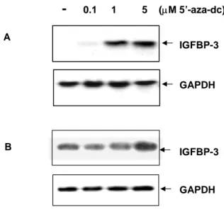 Fig. 3. Effect of 5 ′-aza-dC on IGFBP-3 expression. Effect of 5 ′-aza-dC on IGFBP-3 expression was studied by Northern blot analysis in H1299 NSCLC cells and H226B treated with 5 ′-aza-dc at concentrations of 0, 0.1, 1, and 5 µM for