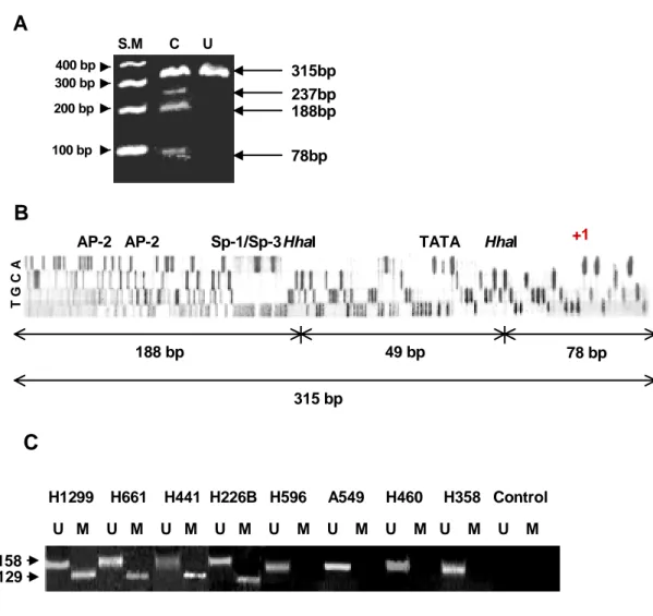 Fig. 5. Bisulfite-PCR/restriction, sequencing, and MSP in various NSCLC cell lines. A