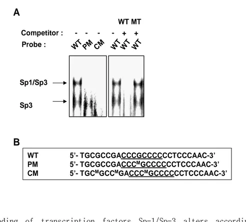 Fig. 6. Binding of transcription factors Sp-1/Sp-3 alters according to methylation status