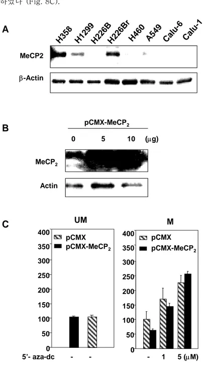 Fig. 8. Expression level of MeCP2 in NSCLC cell lines and effect on in vitro methylated pGL2- ∆1708 luciferase report plasmid