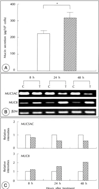 Fig. 1. Effects of treatment with a mixture of inflammatory  mediators including TNF-α, IL-1β, LPS, IL-4 and PAF on  mu-cin secretion, MUC5AC mRNA, and MUC8 mRNA in cultured  normal human nasal epithelial cells