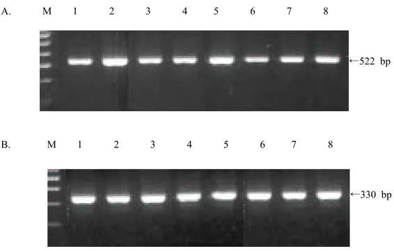 그림  1 .  사람  정자에서  발현되는  CatSper  mRNA의  Nested  RT-PCR  결과.  A.  CatSper  mRNA를  nested  RT-PCR로  증폭한  결과