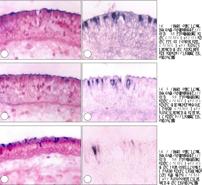 Fig. 1. Alcian blue-perio-