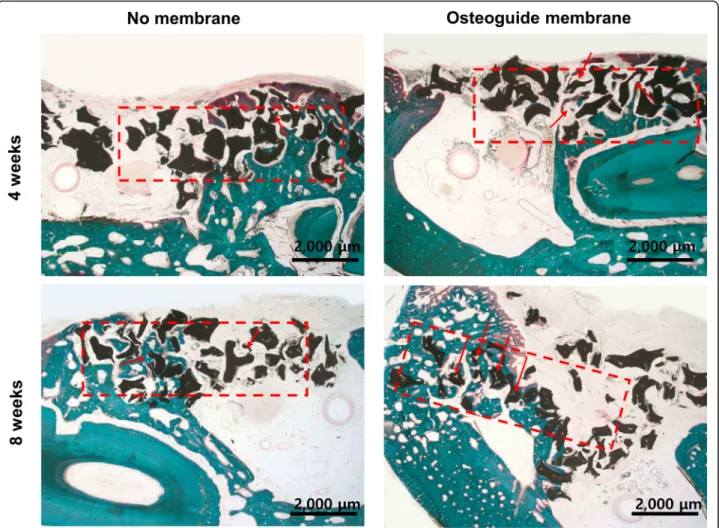 Fig. 2 Histologic findings on the experimental and control groups at 4 and 8 weeks postoperatively