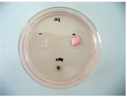 Fig.  3.  Preparation  of  cells  and  specimens.       