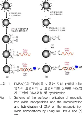 그림 1. DMSA(a)와 TPA(b)를 이용한 자성 산화철 나노 입자의 표면처리 및 표면처리한 산화철 나노입 자 표면에 DNA고정 및 hybridization