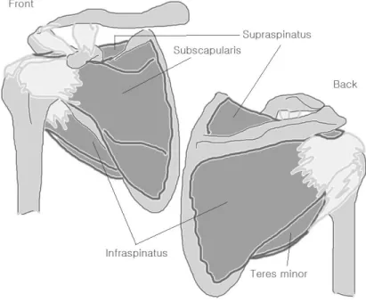 Fig.  1.  Muscles  of  the  rotator  cuff.주의해야 하는 혈자리라 할지라도 정확한 위치와 취혈법을 알고 활용한다면  보다  폭넓은  응용이  가능할  것이다.이에 저자는 극천의 위치에 대한 고전문헌의 조사와 경락경혈학 및 근육학적 검토를 통하여 어깨질환에서의 극천의 안전한 활용과 치료 효과에 대하여 제시할 점을 얻었기에 이를 보고하는 바이다.연구방법1