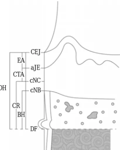 Figure 1. Schematic diagram depicting the landmarks and parameters used in the histometric analysis