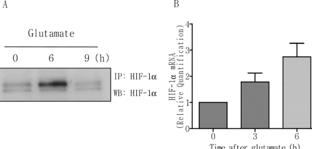 그림 2. Glutamate에 의한 HIF-1 α 의 mRNA 발현과 단백 발현.  (A) C6 세포에 glutamate(500 µ M)를 6, 9시간 처리한 후 세포에서  단백을  추출하여  HIF-1 α   항체를  사용해서  immunoprecipitation  한  후  Western  blotting법을  실시하였다