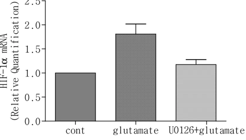 그림 4. U0126 전처리 후 glutamate에 의해 유도된 HIF-1 α  mRNA 변 동. 