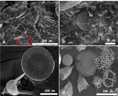 Fig.  8.  Scanning  electron  microscope  (SEM)  images  of  bulk  (a  &amp;  b)  and  sieved  sand  fraction  of  the  sample  23
