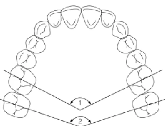 Fig 6. Arch width measurements 