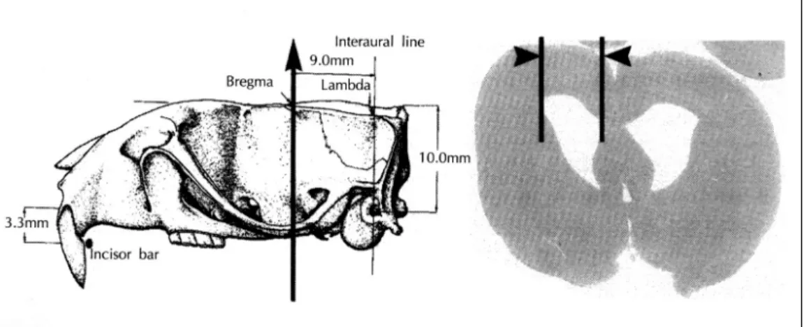 Table 1. Changes of intracranial pressure and pressure-volume index 1 week after intracisternal injection of kaolin-suspen-