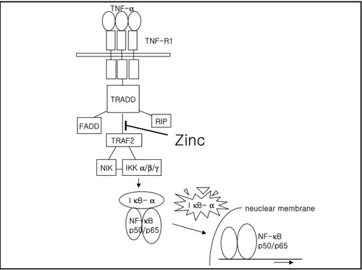 그림 7.  TNF- α 에 의한 NF- κ B 활성화를 위한 신호전달 경로와 zinc의 작용점. TNF- α 가 TNF-R1에 부착되면 TNF-R1에 TRADD와 RIP이 들러붙고 TRADD에 TRAF2가 붙어 신호전달 복합체를 이루면 TRAF2에 NIK가 붙고 IKK를 인산화시킴