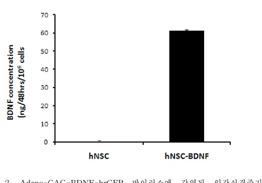 그림 2. Adeno-CAG-BDNF-hrGFP 바이러스에 감염된 인간신경줄기세포에서 BDNF 발현양.ELISA 측정결과 Adeno-CAG-BDNF-hrGFP에 감염된 인간신경줄