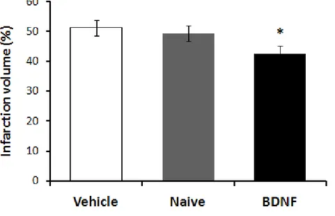 그림 5.저산소성 허혈성 뇌손상 모델에서 인간신경줄기세포 혹은 BDNF 발현 인간 신경줄기세포를 이식한 실험군과 대조군에서 뇌경색 크기 비교평가. 인간신경줄기 세포 (Nai ve) 혹은 BDNF 발현 인간신경줄기세포 (BDNF) 이식군에서 대조군 (Vehi cl e)에 비해 뇌경색 부피 비율이 감소하는 경향을 보였으며,특히 BDNF 발현 인간신경줄기세포 이식군에서 대조군에 비해 의의 있게 뇌경색 크기 비율이 감소함 을 보임.각 측정값은 mean±S