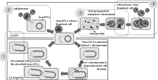 그림 2. 자연  상태에서의  바이러스  전염  과정 Fig. 2. Virus  infection  process  in  the  nature.