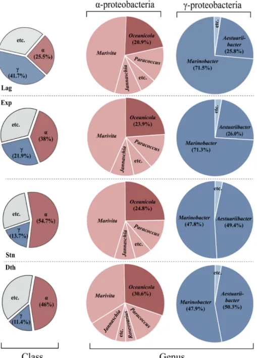 Fig. 3. Ratio of bacterial taxon composition (class level and genus level), including α- and γ-proteobacteria, in different growth stages of C
