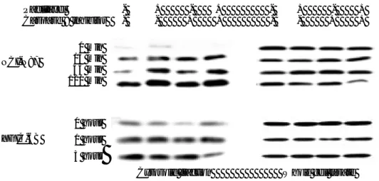 그림 12. 광역동치료에 따른 cytochrome C의 세포질 내 유리. Paclitaxel (3nM)과  caspase 9 억제제 Ac-LEHD-CHO (25  µM) 전처치 여부에 따라 광역동치료 (IC 50 )를 