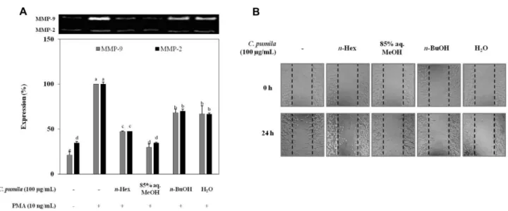 Fig. 6. Effect of solvent fractions of  C. pumila on mRNA expression levels of MMP-2 and MMP-9 observed by RT- RT-PCR (A) and protein expression levels of MMP-2 and MMP-9 observed by  Western blot assay (B) in HT-1080 cells