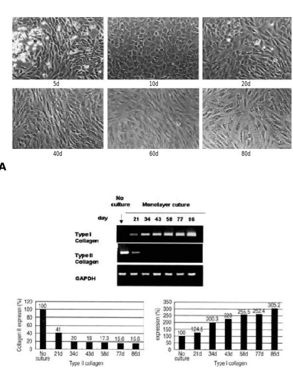Fig. 1. (A) Cell morphology and collagen gene expression during chondrocyte dedifferentiation from 5 day to 80 day