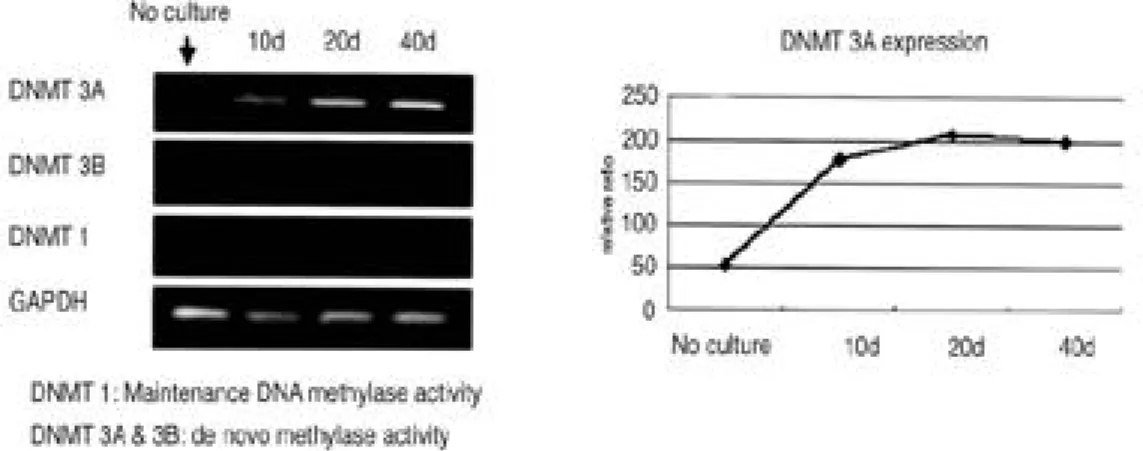 Fig. 2. DNMT expression in dedifferentiated chondrocytes. RT-PCR analysis demonstrated that DNMT3A expres- expres-sion increased in dedifferentiating chondrocytes when compared with control cells.