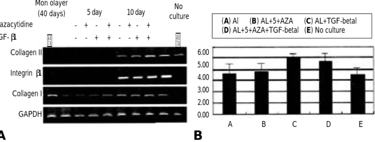 Fig. 4. (A) Reexpression of collagen genes by 5-azacytidine and TGF-β 1 as stimulating factors in alginate bead cul- cul-ture system