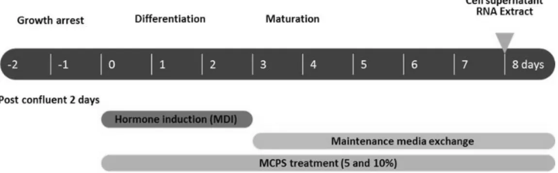 Fig.  1.  The  Experimental  Scheme  of  Differentiation  of  3T3-L1  Preadipocytes. 