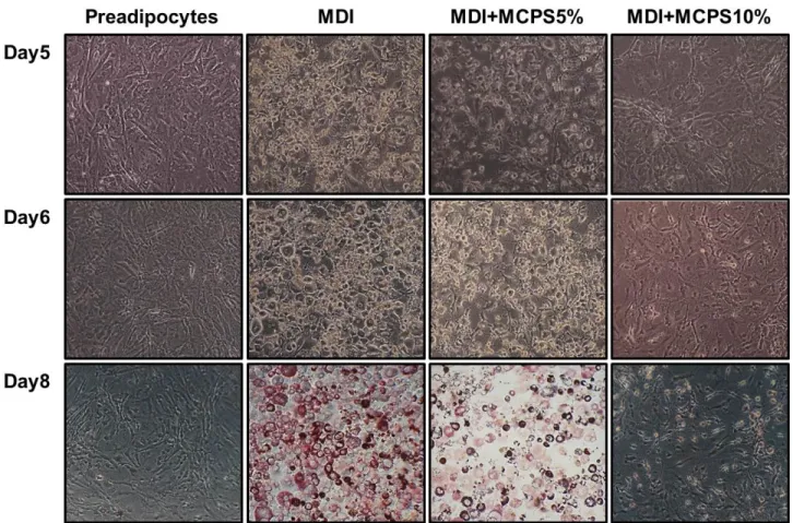Fig.  3.  Effects  of  MCPS  on  the  Microscopic  Morphological  Changes  of  3T3-L1