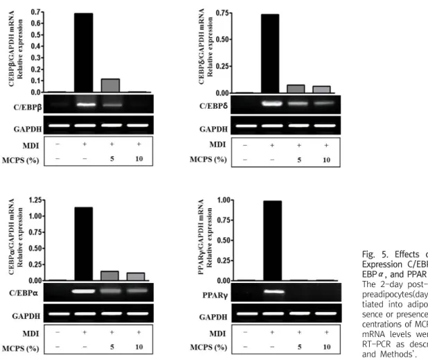 Fig.  5.  Effects  of  MCPS  on  the  Expression  C/EBPβ,  C/EBPδ,  C/ 