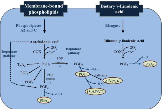 Figure  1.  Pathways  for  the  synthesis  of  prostanoids.  COX  enzymes  acting  on 